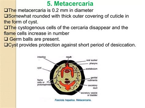 Life Cycle Of Fasciola Hepatica Trematods Ppt