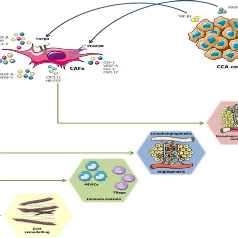 Role Of Cafs In Cca Progression Functional Crosstalk Between Cca Download Scientific Diagram