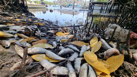 Denuncian Pescadores De Zihuatanejo Mortandad De Peces En La Laguna De