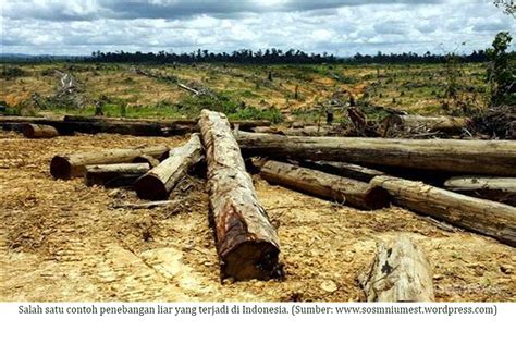 Deforestasi Hutan Indonesia Meningkat