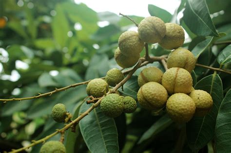 Blog What Does Longan Taste Like