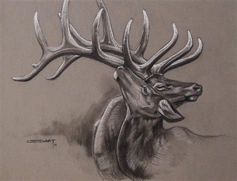 Elk Sketch At Explore Collection Of Elk Sketch