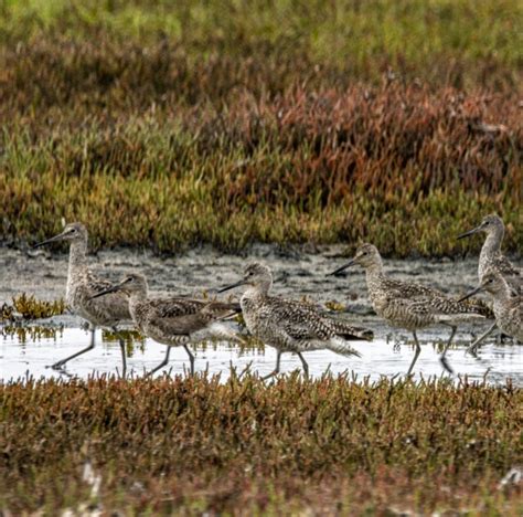 Willet Birds Free Stock Photo Public Domain Pictures