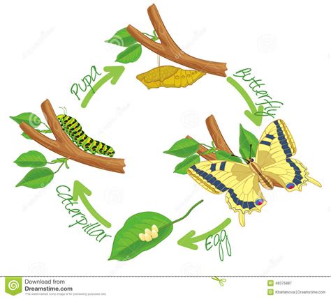 metamorphosis-butterfly-egg-caterpillar-pupa-life-cycle-vector ...