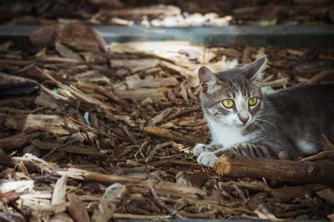 11 Cat Photography Tips For Improving Your Pet Photography