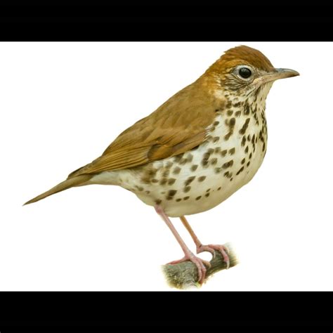 Wood Thrush (Hylocichla mustelina) identification - Birda