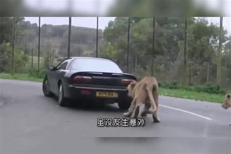 花豹猛扑汽车，司机吓得猛踩油门，怎料下一秒意外发生踩油门汽车