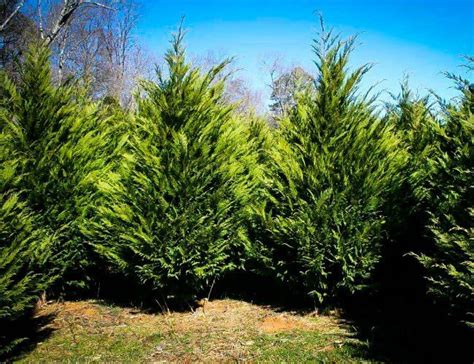 Solved Which Evergreens Grow The Fastest Fast Growing Evergreens Evergreen Trees For Privacy