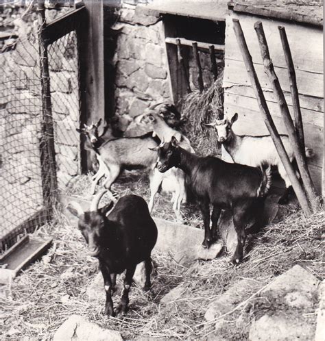 Geschichte Tierpark Kloster Riesa