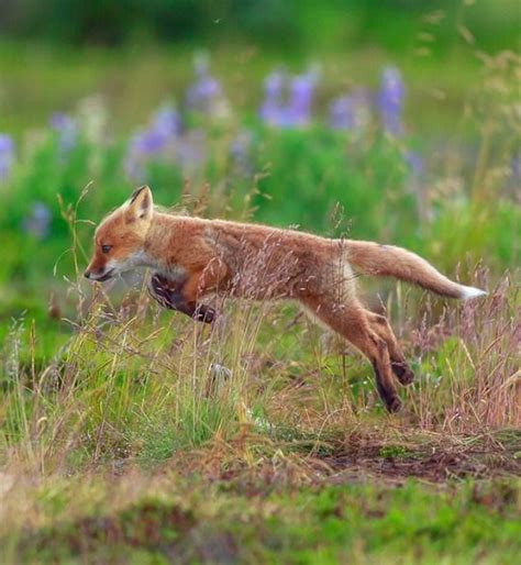 The Beauty Of Wildlife Pet Fox Fox Animals Wild