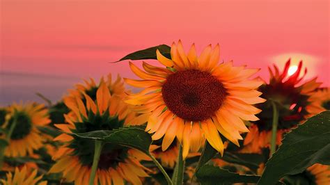 Sunflowers With Background Of Red Sunset Sky HD Flowers Wallpapers | HD Wallpapers | ID #38560