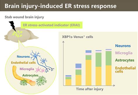 Glia | Neurobiology Journal | Wiley Online Library