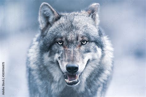 Scary dark gray wolf (Canis lupus) Stock Photo | Adobe Stock