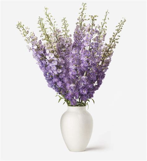 Dusty Lilac Delphinium | Purple Delphinium Flowers Bouquet | Certified ...