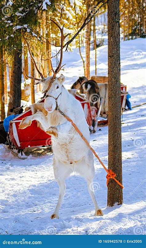 White Reindeer Jumping At Winter Farm In Lapland Finland Stock Photo