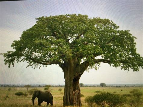 Dal Baobab Sostanze Che Aiutano La Digestione E La Vasodilatazione