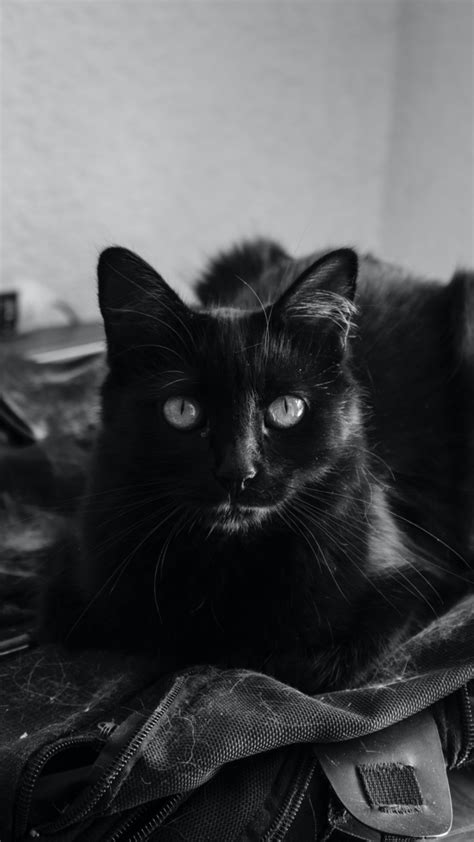 Black Cat Phone Wallpapers 2k 4k For Free