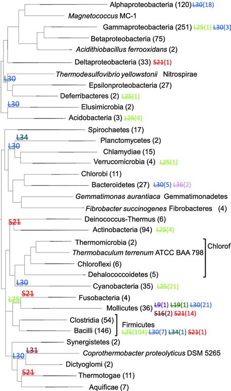 Phyletic Patterns Of R Proteins That Are Placed In The Last Common