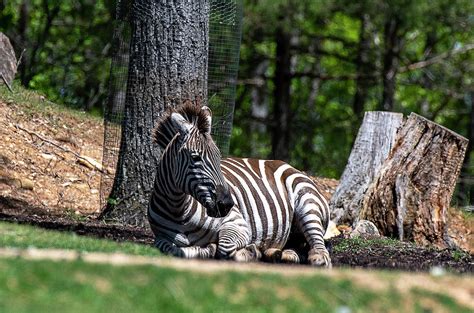 Zebra Lying Down Photograph By Tj Baccari Pixels