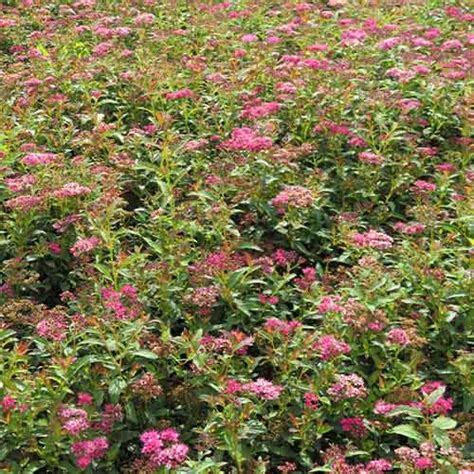 Spiraea Japonica Dart S Red For Sale Online In Eu Directly From Holland