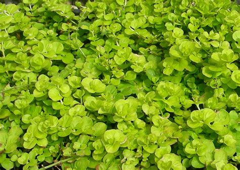 Ground Cover Plants