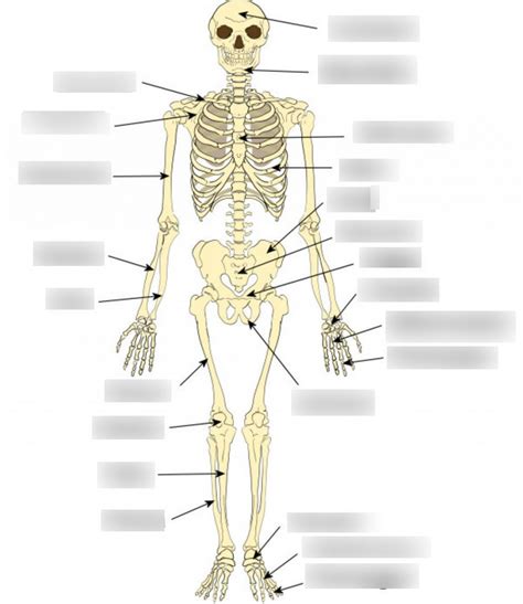 Skeletal System Diagram Quizlet