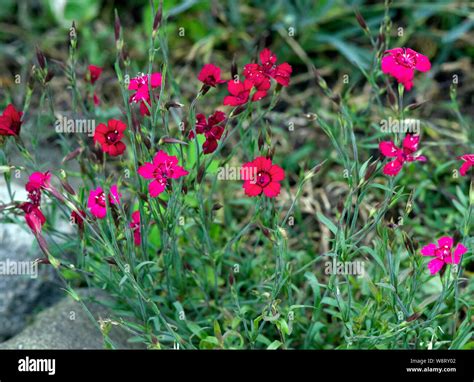 Dianthus Deltoidesflashing Light Stock Photo Alamy