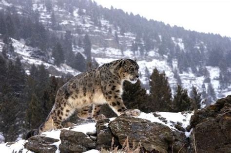 What Is The Habitat Of The Snow Leopard Feliks Zeki