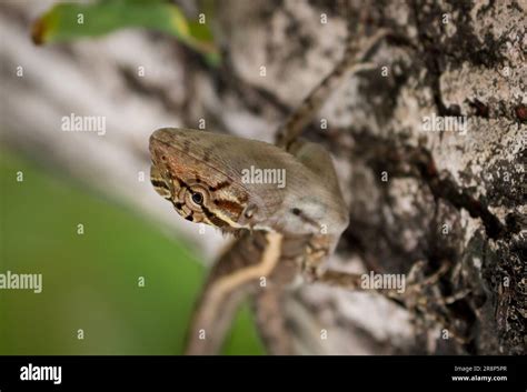 Oriental Garden Lizard Stock Photo - Alamy