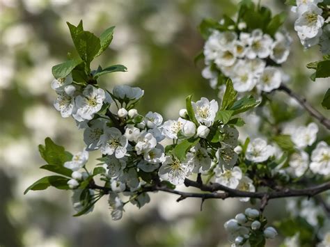 Hawthorn Flowers Branch White - Free photo on Pixabay - Pixabay