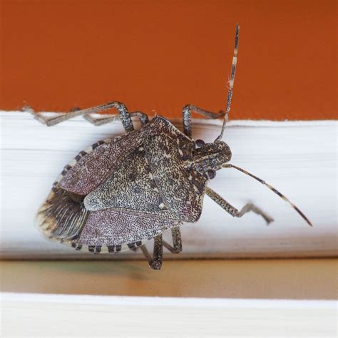 natural stink bug repellents Archives - Simple Garden Life