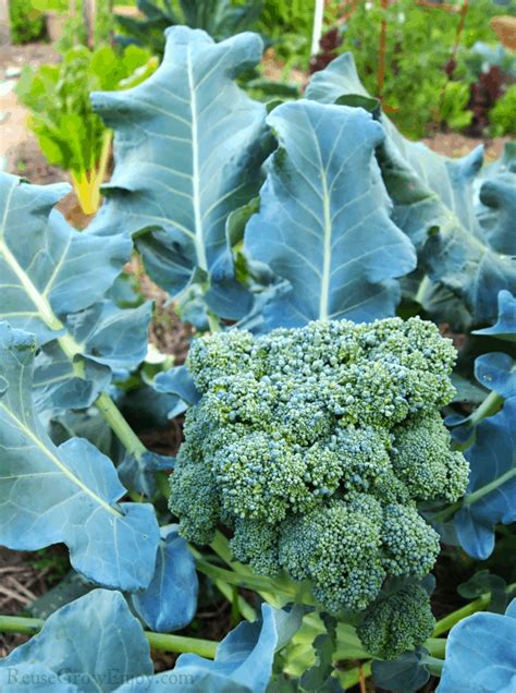 Best Tips To Grow Broccoli And Cauliflower