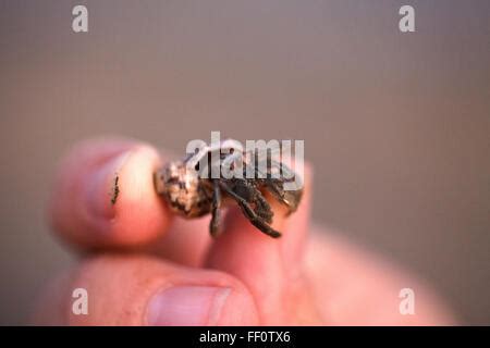 Tiny Crab In Human Hand Stock Photo Alamy