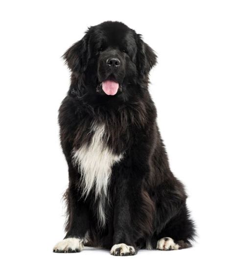 Canadian Dog Breeds | The Smart Dog Guide