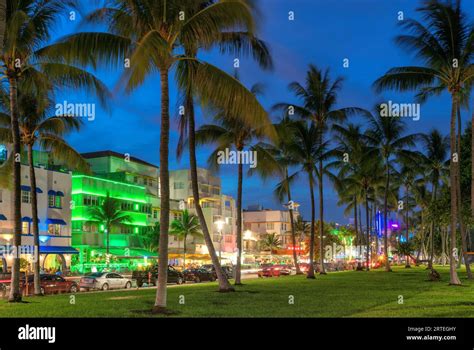 Miami skyline avec palmier Banque de photographies et dimages à haute