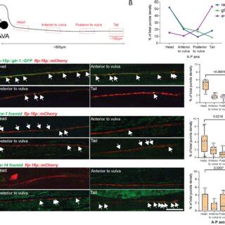 Distinct types of glutamate receptors are localized differentially ...