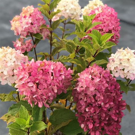 Hydrangea Paniculata Limelight Prime® Panicle Hydrangea From Saunders