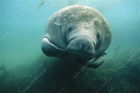 West Indian manatee - Stock Image - Z940/0024 - Science Photo Library