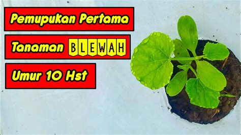 Pemupukan Pertama Tanaman Blewah Umur Hst Youtube