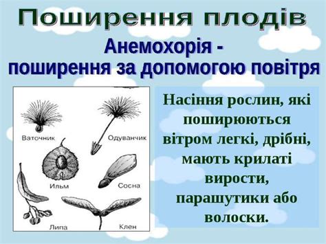 Генеративні органи рослин: насінина, плід - презентация онлайн