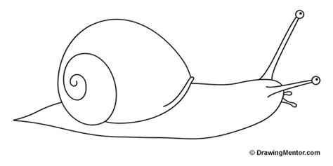 How to Draw a Snail Tutorial - Drawing Mentor