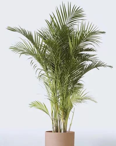 Palmera Areca Hermosa E Gratis Caba Y Gba MercadoLibre