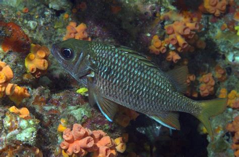 Tinsel Squirrelfish Marine Fishes Of The Gulf Of California