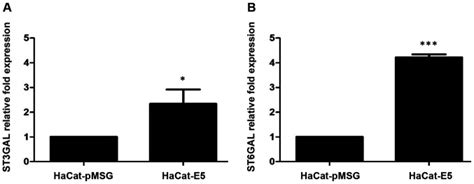 Glycogene Expression Profiles From A Hacat Cell Line Stably Transfected