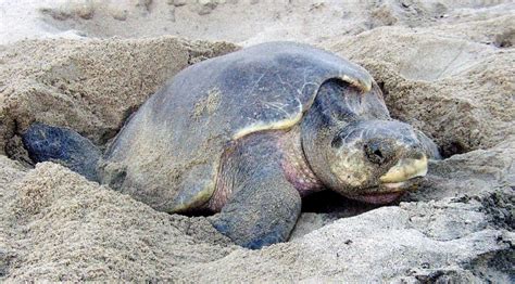 Kemp’s Ridley Sea Turtle – "OCEAN TREASURES" Memorial Library