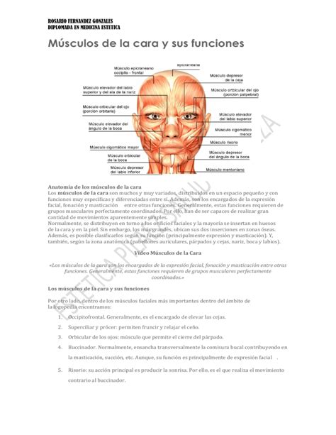 Musculos De La Cara Anatomia Y Funciones Images