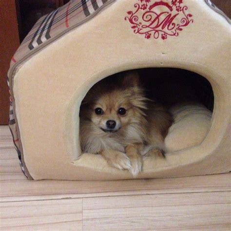 А дома ждет маленькое лохматое счастье. #poms #pomstargam #adorable # ...