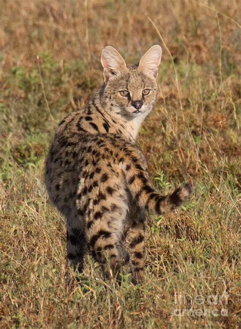 African Serval Cat 1 Photograph By Chris Scroggins