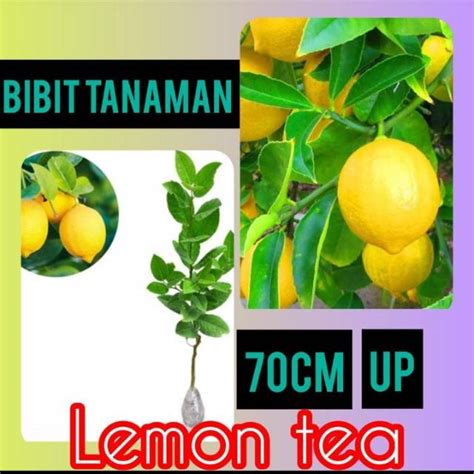 Jual Bibit Jeruk Lemon Tea 70 Cm 1 Kilo 2 Bibit Shopee Indonesia