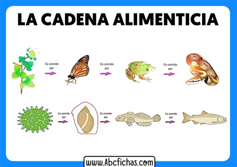 La Cadena Alimenticia Para Primero De Primaria Porn Sex Picture